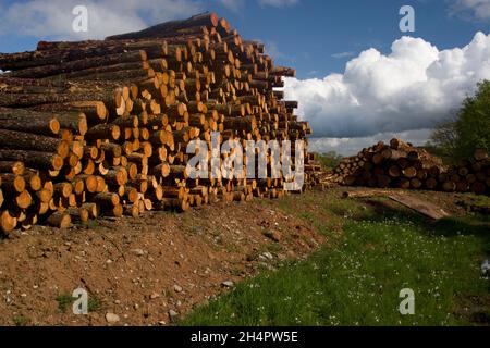 Exploitation forestière, tas de bois décortiqués dans la vallée d'Annandale, Dumfries & Galloway Banque D'Images