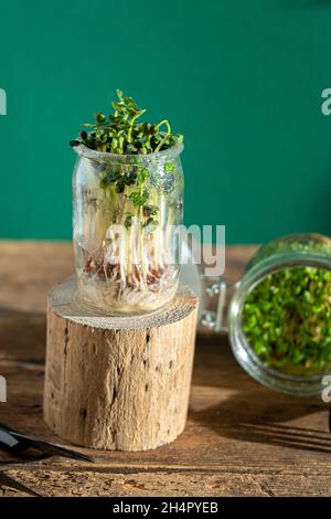 Croissance micro-verte.Pots en verre avec germes de luzerne, radis, laitue, chou sur un socle en bois.Graines germinantes pour la nourriture écologique végétalienne.Jardinage à la maison.Concept organique.Ferme urbaine.Microgreen. Banque D'Images