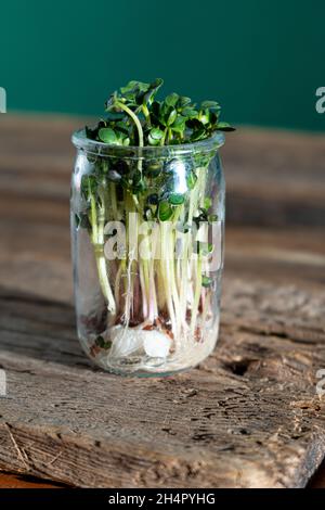 Croissance micro-verte.Pots en verre avec germes de luzerne, radis, laitue, chou sur un socle en bois.Graines germinantes pour la nourriture écologique végétalienne.Jardinage à la maison.Concept organique.Ferme urbaine.Microgreen. Banque D'Images