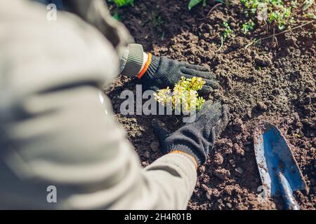 Le jardinier transplante le buisson de barberry du conteneur dans le sol en train de fouler la dure-pied.Travail de jardinage d'automne.La barberry jaune verte de Thunberg.Travaux d'automne Banque D'Images