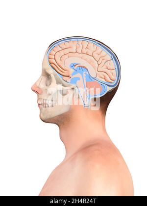 Schéma illustrant le liquide céphalo-rachidien CSF dans le système nerveux central du cerveau.Crâne, structure du cerveau, graphique 2d, illustration, rendu 3d Banque D'Images