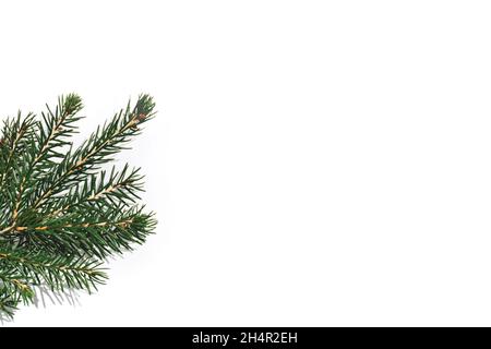 Branche d'arbre de Noël frais sur fond blanc.Concept Noël et nouvel an.Copier l'espace Banque D'Images