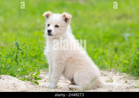 un petit chiot affectueux, un mongrel dans cette photo, qui a trouvé de bons propriétaires. Couleur rouge Banque D'Images