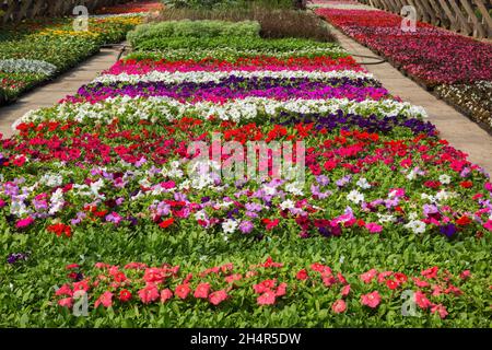 Fleurs de pétunia colorées mélangées croissant dans des conteneurs à l'intérieur d'une serre au printemps. Banque D'Images