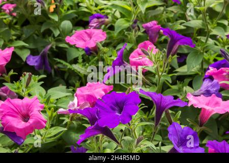 Fleurs pétunia pourpres et roses mélangées croissant dans des contenants à l'intérieur d'une serre au printemps Banque D'Images