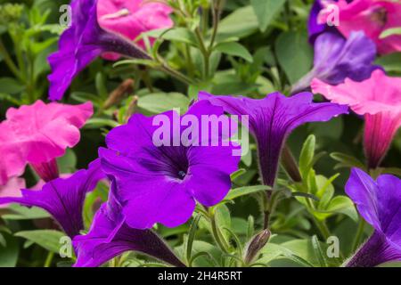 Fleurs pétunia pourpres et roses mélangées croissant dans des contenants à l'intérieur d'une serre au printemps Banque D'Images