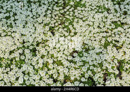 Vue de dessus des fleurs blanches Alyssum poussant dans des conteneurs à l'intérieur d'une serre au printemps Banque D'Images