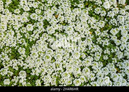 Vue de dessus des fleurs blanches Alyssum poussant dans des conteneurs à l'intérieur d'une serre au printemps Banque D'Images