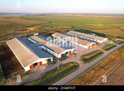 Ferme avec vaches et cochons dans le village, vue aérienne.Cowhands près du champ agricole.Production de lait et concept d'élevage.Lait de vache.Ferme Banque D'Images