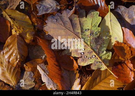 Feuilles sèches de chêne, châtaignier et hêtre avec des gouttelettes d'eau au sol dans la forêt éclairée par la lumière du soleil.Concepts d'automne, de nature et de vieillissement Banque D'Images