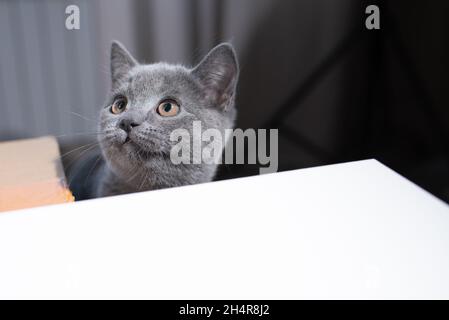 Le chaton gris à courte vue britannique est sous la table Banque D'Images