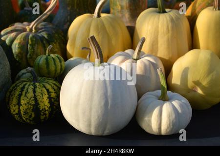 Récolte de citrouilles blanches, collection de variétés Baby boo, Snowball et Sweet dumpling. Banque D'Images