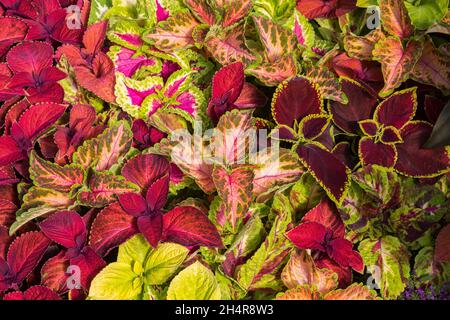 Solenostemon 'Wizard Velvet' et 'Wizard Golden' - feuilles de Coleus Banque D'Images