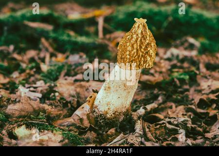 Le Phallus impudicus Linné dans la forêt. Photo a été prise dans le milieu naturel. Banque D'Images