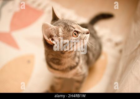 Magnifique chaton tabby avec des yeux bleus est assis sur le sol Banque D'Images