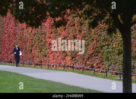 Londres, Angleterre, Royaume-Uni.Virdina Creeper (Parthenocissus quinquefolia) sur le mur de la Citadelle de l'Amirauté, Horse Guards Parade, tournant en rouge en automne (N Banque D'Images