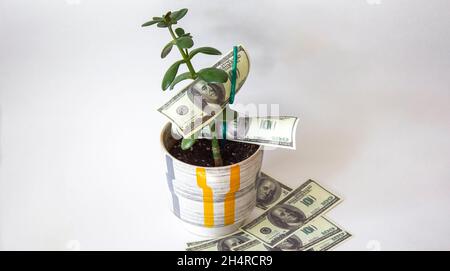 Arbre décoratif dans le pot avec argent isolé sur blanc Banque D'Images
