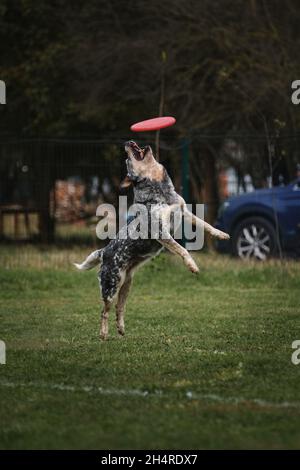 Compétitions et sports avec chien en plein air sur le terrain vert dans le parc.Bleu australien heeler saute haut et essaie de prendre le disque volant rouge en plastique.Au Banque D'Images