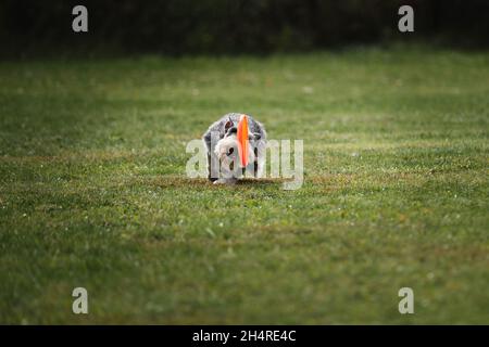 Compétitions et sports avec chien en plein air sur le terrain vert dans le parc.Miniature allemand Schnauzer de couleur grise fonctionne rapidement et tente de attraper le plastique ou Banque D'Images