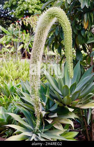 Fuxtail ou agave atténuata exposition inhabituelle d'inflorescence incurvée, Afrique du Sud Banque D'Images