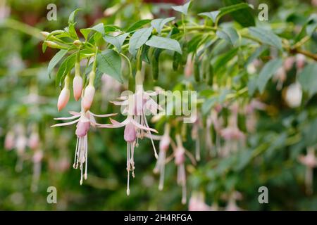 Fuchsia magellanica var. Molinae 'Alba' - fush fuchsia fichsia fichsia fichsia dur fleurs.ROYAUME-UNI Banque D'Images