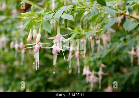 Fuchsia magellanica var. Molinae 'Alba' - fush fuchsia fichsia fichsia fichsia dur fleurs.ROYAUME-UNI Banque D'Images