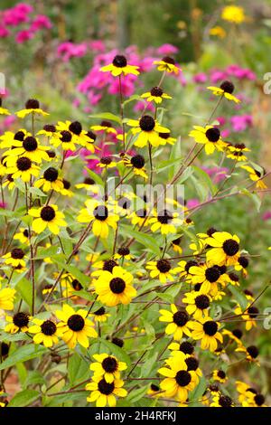 Rudbeckia triloba 'Blackjack Gold', fleurs dorées avec des cônes noirs dans un jardin de chalet.ROYAUME-UNI Banque D'Images