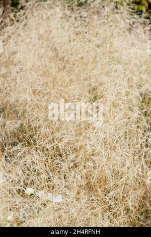 Deschampsia cespitosa Golden Veil. Tufted hair grass 'Goldschleier' in autumn. UK Banque D'Images