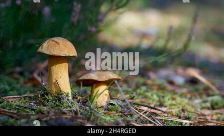 Boléte de velours (Suillus variegatus) sur le fond de la forêt en automne Banque D'Images