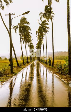 Route para avec cocotiers sur les deux côtés de la route à Goa, Inde Banque D'Images