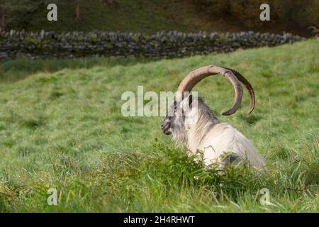 Vue latérale de chèvre de montagne gallois sauvage, mâle, isolé à l'extérieur, assis dans de l'herbe longue montrant ses longues cornes. Banque D'Images