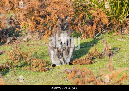 Wallaby (à col rouge) de Bennett - Notamacropus rufogriseus Banque D'Images