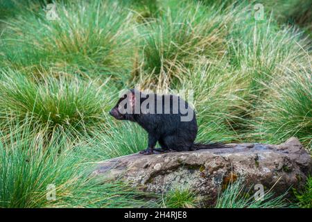 Diable de Tasmanie, Cradle Mountain, Tasmanie, Australie Banque D'Images