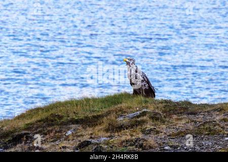 Aigle à queue blanche, haliaeetus albicilla, perché au bord d'un fjord, péninsule de Snaefellnes, Islande. Banque D'Images