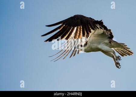 Osprey (Pandion haliatus) volant dans un ciel bleu Banque D'Images