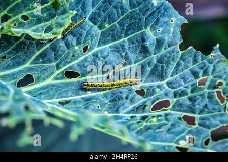 Chou blanc papillon caterpillar manger des choux, Royaume-Uni Banque D'Images