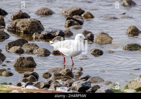 Goéland à bec noir Larus bulleri Nouvelle-Zélande Banque D'Images