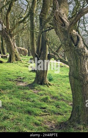 La vie des arbres, Summerhouse Hill, au-dessus de Leighton Hall, Yealand Conyers. Banque D'Images