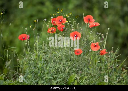 Klatsch-Mohn, Klatschmohn, Mohnblume, Klatschrose, Mohn,Rhoeas de paver, coquelicot, coquelicot, coquelicot commun, coquelicot,Rose de maïs, pavot de Flandre, rouge Banque D'Images