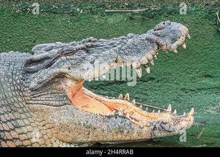 Crocodile d'eau salée, nord du queensland, australie Banque D'Images