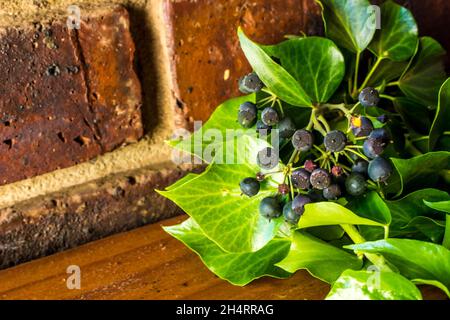 Une branche d'Ivy, avec des baies noires bleutées, sur une table en bois sur fond de brique Banque D'Images