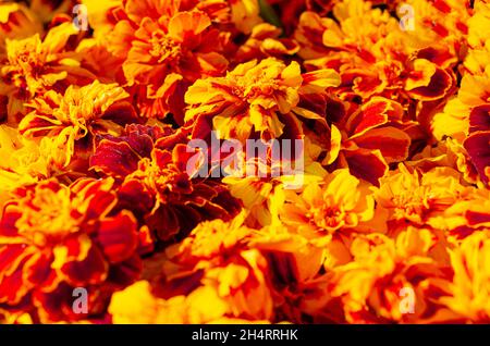 Magnifique orange vif et rouge foncé fleurs marigold arrière-plan.Toile de fond motif été ou automne.Carte de vœux à motif fleuri. Banque D'Images