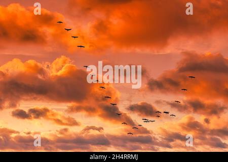 Zugvögel im Flug BEI Linum, Schwarm von Kraniche, Sonnenuntergang, Linum, Brandebourg,Ostdeutschland Banque D'Images