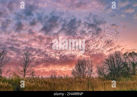 Zugvögel im Flug BEI Linum, Schwarm von Staren, Sonnenuntergang, Linum, Brandebourg,Ostdeutschland Banque D'Images