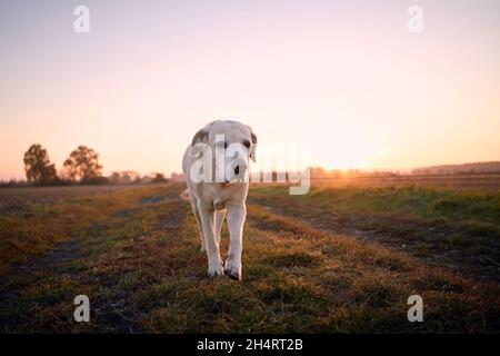 Vue avant de l'ancien chien sur le sentier.Mignon labrador retriever à pied dans le paysage au lever du soleil. Banque D'Images