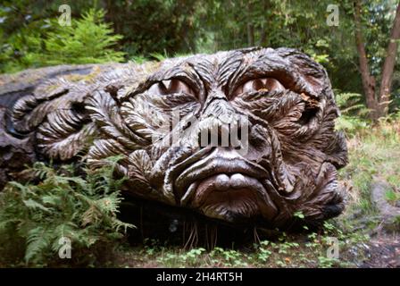 Green Man Tree Spirit sculpture sculptée dans Douglas Fir par Tommy Craggs à Cragside, Rothbury, Northumberland, Angleterre, Royaume-Uni,Royaume-Uni Banque D'Images