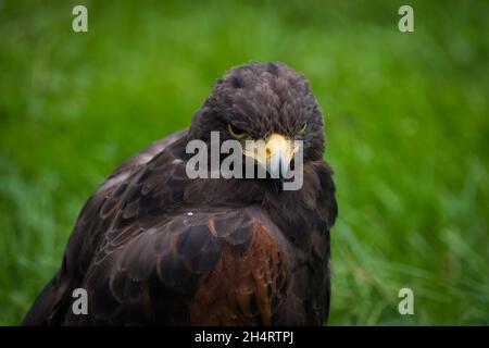 Un Buzzard désertique pour le montage créatif et l'espace de copie Banque D'Images