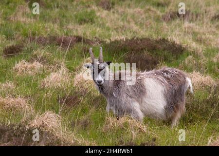 Chèvre unique (capra hircus) dans le parc NR Caersphairn, Newton Stewart, Dumfries & Galloway, Écosse Banque D'Images