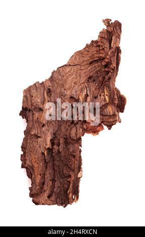 L'écorce de Pinus canariensis, pin canari résistant au feu, endommagée par les feux de forêt et par conséquent par le dendroctone du pin ponderosa, a été élosée à l'aide de darkta Banque D'Images