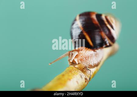 Un gros escargot de raisin comestible rampent le long d'une branche d'arbre sur un fond vert.Hélice Pomatia, hélice aspersa Banque D'Images